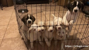 【狗狗】拉布拉多犬和澳大利亚猎犬混血，希望有爱心人士领养，已经2个月了