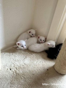 取貓-休斯頓Chinatown ，你好 ，家裡的貓生了5隻，四隻藍眼純白貓，3男1女，一隻藍眼黑貓