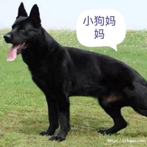 德牧和东德牧羊犬的结晶，小狗7周大，非常聪明健壮。$100一只