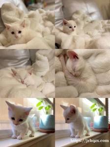 纯白色小猫‮求咪‬‎收养 特别黏‮可人‬‎爱，送新买的猫砂盆‮猫和‬‎砂