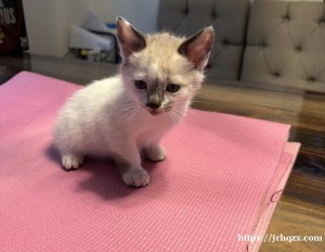 【7周大小猫找主人】自家布偶猫生的串串 7周大 价格私聊 感兴趣请联系微信