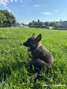 您好，比利時瑪利諾犬（Belgian Malinois）生的狗狗，puppy 大概8个星期左右大