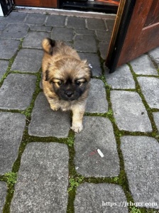 有只刚出生的奶狗，小型犬，要需要的联系我，随时都可以拿走，地址：San Leandro