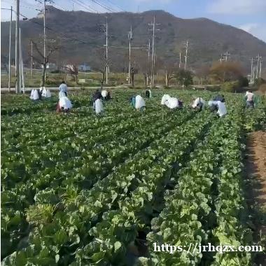 农活招工：现在开始海南白菜捆绳 招男女数名 年龄不限 不限