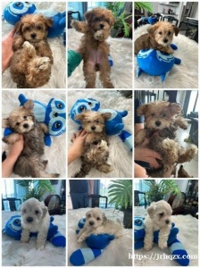 Yorkiepoo babies，两个月，健康可爱，两个月纯种贵宾犬，健康可爱