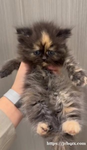 炸毛小狮子小虎斑满月 找领养啦  条件：对猫咪好 不弃养