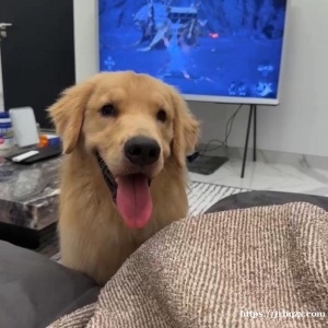 有想养双血统金毛吗？