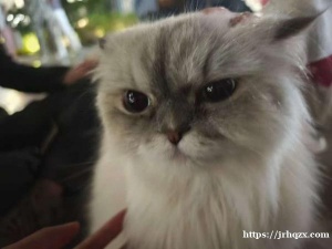 谁的猫丢了位置龙泽园，有认识这只咪的人麻烦通知下主人 感恩的心 微信suiyixiangxiang