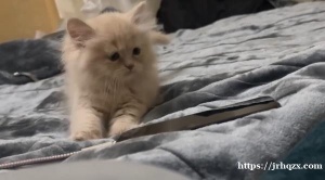 俩月大小猫 自己会用猫砂盆 猫粮猫砂盆 猫砂 航空箱什么都带一口价1700。