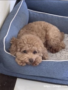 招宠物家长（一只小泰迪）