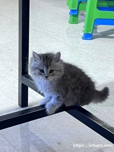 出两只可爱小奶猫，橘色外向灰色偏内向，两只都性格巨好！价格合适！外加➕送猫粮 送猫砂盆