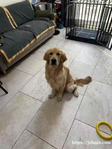 免费领养 八个月 金毛弟弟 有过基本训练 知道外面上厕所  疫苗护照齐全 求爱狗好家庭