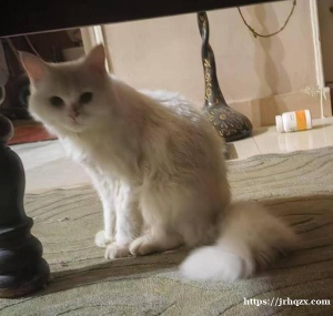 免费出只小猫 性格温顺 会认猫砂盆 有领养的朋友请联系