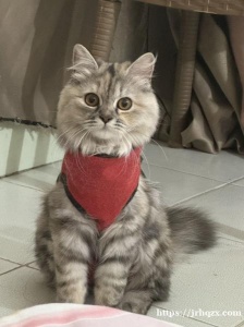 有爱心人士想领养一只小母猫嘛，绝育已做，听话粘人