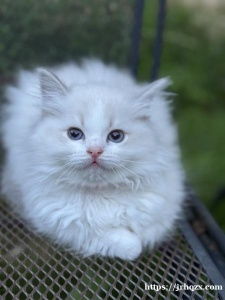 蓝山，海山双布偶找家