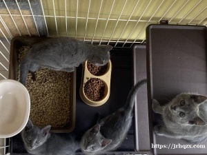 东京千叶附近出小猫可送