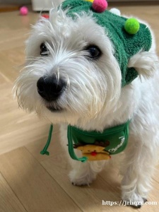 无偿送养西高地