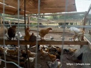 【田园牧歌·限时尝鲜】农家乐双主题狂欢   ‌