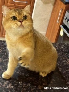 无偿领养两只金渐层猫咪 （一公一母） 两只猫咪是夫妻 2岁 都已经绝育，性格稳定 比较粘人 活泼好动