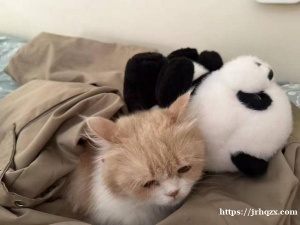 有爱心人士养猫吗  寄养一只猫咪  性格温顺  可爱听话  不咬人  有猫砂盆