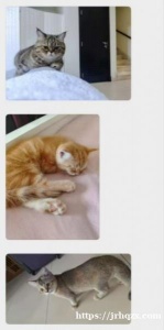 朋友家4个月的猫儿，因要回国免费领养