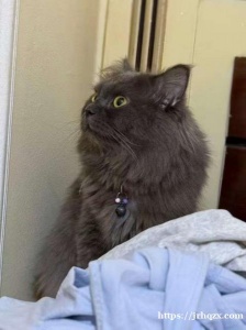 我的猫走丢了，如果有人看见麻烦联系一下我