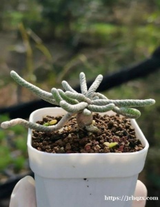 求租房子，单间，或者整租