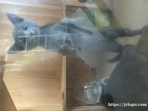 两个半月俄蓝低价