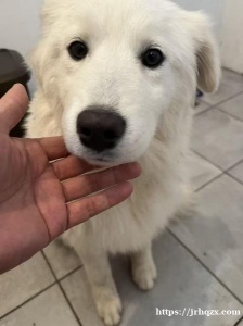 有哪位爱心人士愿意领养这狗狗吗