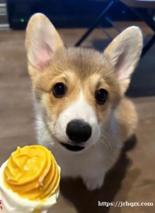 领养这只可爱狗狗，寻负责任的爱狗人士