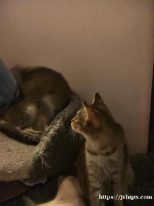 我想给这些小猫找主人，有兴趣可以联系我