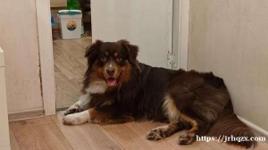 5000人出一只赛级澳大利亚牧羊犬，带血统证明，详情请看图片