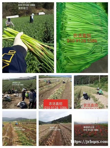 韩国好山东农活直招