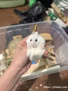 出一只八个月大银狐弟弟 性格好脾气好能互动不随便咬人 图片里笼子家具+粮食木屑一共150人